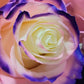 Nothern Lights Rose Bouquet 6 - Stem - Flowers For FundraisingNothern Lights Rose Bouquet 6 - StemNothern Lights Rose Bouquet 6 - StemNothern Lights Rose Bouquet 6 - StemNothern Lights Rose Bouquet 6 - Stem