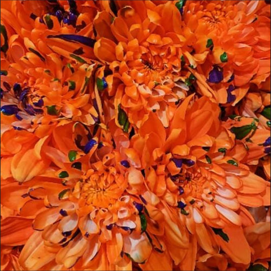 Orange Marshmallow Halloween Mums - 70 Stems - Flowers For FundraisingOrange Marshmallow Halloween Mums - 70 StemsOrange Marshmallow Halloween Mums - 70 StemsOrange Marshmallow Halloween Mums - 70 StemsOrange Marshmallow Halloween Mums - 70 Stems