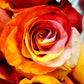 Orange, Red and White Dyed Rose Bouquet 1 - Stem - Flowers For FundraisingOrange, Red and White Dyed Rose Bouquet 1 - StemOrange, Red and White Dyed Rose Bouquet 1 - StemOrange, Red and White Dyed Rose Bouquet 1 - StemOrange, Red and White Dyed Rose Bouquet 1 - Stem