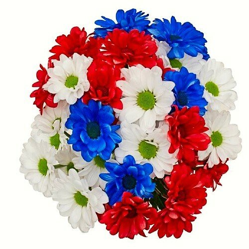 Patriotic Red, White, and Blue Daisies - Flowers For FundraisingPatriotic Red, White, and Blue DaisiesPatriotic Red, White, and Blue DaisiesPatriotic Red, White, and Blue DaisiesPatriotic Red, White, and Blue Daisies