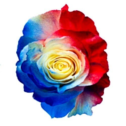 Patriotic Red, White and Blue Painted Roses - Flowers For FundraisingPatriotic Red, White and Blue Painted RosesPatriotic Red, White and Blue Painted RosesPatriotic Red, White and Blue Painted RosesPatriotic Red, White and Blue Painted Roses