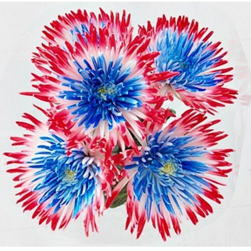 Patriotic Red, White and Blue Painted Spider Mums - Flowers For FundraisingPatriotic Red, White and Blue Painted Spider MumsPatriotic Red, White and Blue Painted Spider MumsPatriotic Red, White and Blue Painted Spider MumsPatriotic Red, White and Blue Painted Spider Mums