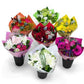 Petite Centerpieces - Flowers For FundraisingPetite CenterpiecesPetite CenterpiecesPetite CenterpiecesPetite Centerpieces