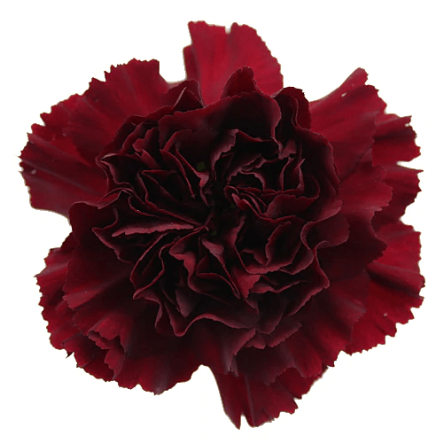 Pi Beta Phi - Burgundy Carnations - Flowers For FundraisingPi Beta Phi - Burgundy CarnationsPi Beta Phi - Burgundy CarnationsPi Beta Phi - Burgundy CarnationsPi Beta Phi - Burgundy Carnations