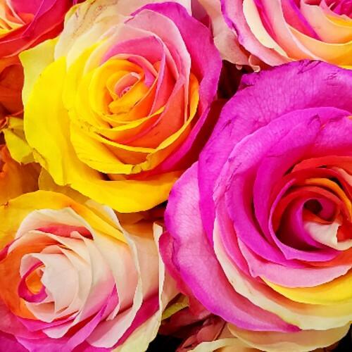 Pink, Yellow and White Dyed Rose Bouquet 1 - Stem - Flowers For FundraisingPink, Yellow and White Dyed Rose Bouquet 1 - StemPink, Yellow and White Dyed Rose Bouquet 1 - StemPink, Yellow and White Dyed Rose Bouquet 1 - StemPink, Yellow and White Dyed Rose Bouquet 1 - Stem