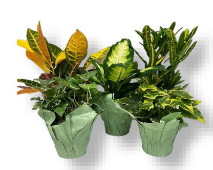 Potted Indoor Plants - Flowers For FundraisingPotted Indoor PlantsPotted Indoor PlantsPotted Indoor PlantsPotted Indoor Plants