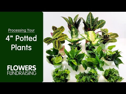 indoor plants details Assorted Indoor Plants – Flowers For Fundraising