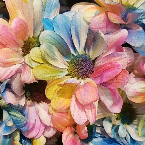 Rainbow Painted Daisy Bouquets, 3 - stems - 20 Bouquets - Flowers For FundraisingRainbow Painted Daisy Bouquets, 3 - stems - 20 BouquetsRainbow Painted Daisy Bouquets, 3 - stems - 20 BouquetsRainbow Painted Daisy Bouquets, 3 - stems - 20 BouquetsRainbow Painted Daisy Bouquets, 3 - stems - 20 Bouquets