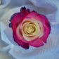 Raqueli Rose Bouquet 12 - Stem - Flowers For FundraisingRaqueli Rose Bouquet 12 - StemRaqueli Rose Bouquet 12 - StemRaqueli Rose Bouquet 12 - StemRaqueli Rose Bouquet 12 - Stem