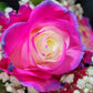 Raqueli Rose Bouquet 3 - Stem - Flowers For FundraisingRaqueli Rose Bouquet 3 - StemRaqueli Rose Bouquet 3 - StemRaqueli Rose Bouquet 3 - StemRaqueli Rose Bouquet 3 - Stem