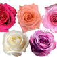 Rose Combo Box - 125 Stems - Flowers For FundraisingRose Combo Box - 125 StemsRose Combo Box - 125 StemsRose Combo Box - 125 StemsRose Combo Box - 125 Stems