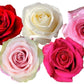 Rose Combo Box - 125 Stems - Flowers For FundraisingRose Combo Box - 125 StemsRose Combo Box - 125 StemsRose Combo Box - 125 StemsRose Combo Box - 125 Stems