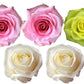 Rose Combo Box - 125 Stems - Flowers For FundraisingRose Combo Box - 125 StemsRose Combo Box - 125 StemsRose Combo Box - 125 StemsRose Combo Box - 125 Stems