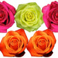 Rose Combo Box - 125 Stems - Flowers For FundraisingRose Combo Box - 125 StemsRose Combo Box - 125 StemsRose Combo Box - 125 StemsRose Combo Box - 125 Stems