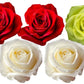 Rose Combo Box - 125 Stems - Flowers For FundraisingRose Combo Box - 125 StemsRose Combo Box - 125 StemsRose Combo Box - 125 StemsRose Combo Box - 125 Stems