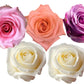 Rose Combo Box - 125 Stems - Flowers For FundraisingRose Combo Box - 125 StemsRose Combo Box - 125 StemsRose Combo Box - 125 StemsRose Combo Box - 125 Stems