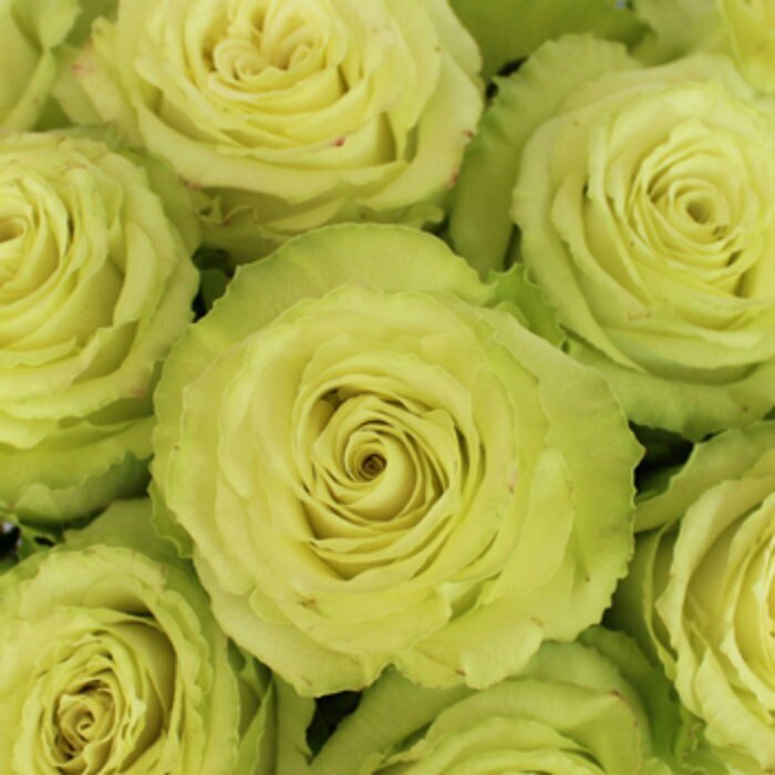 Roses - Bulk - 40cm - Flowers For FundraisingRoses - Bulk - 40cmRoses - Bulk - 40cmRoses - Bulk - 40cmRoses - Bulk - 40cm