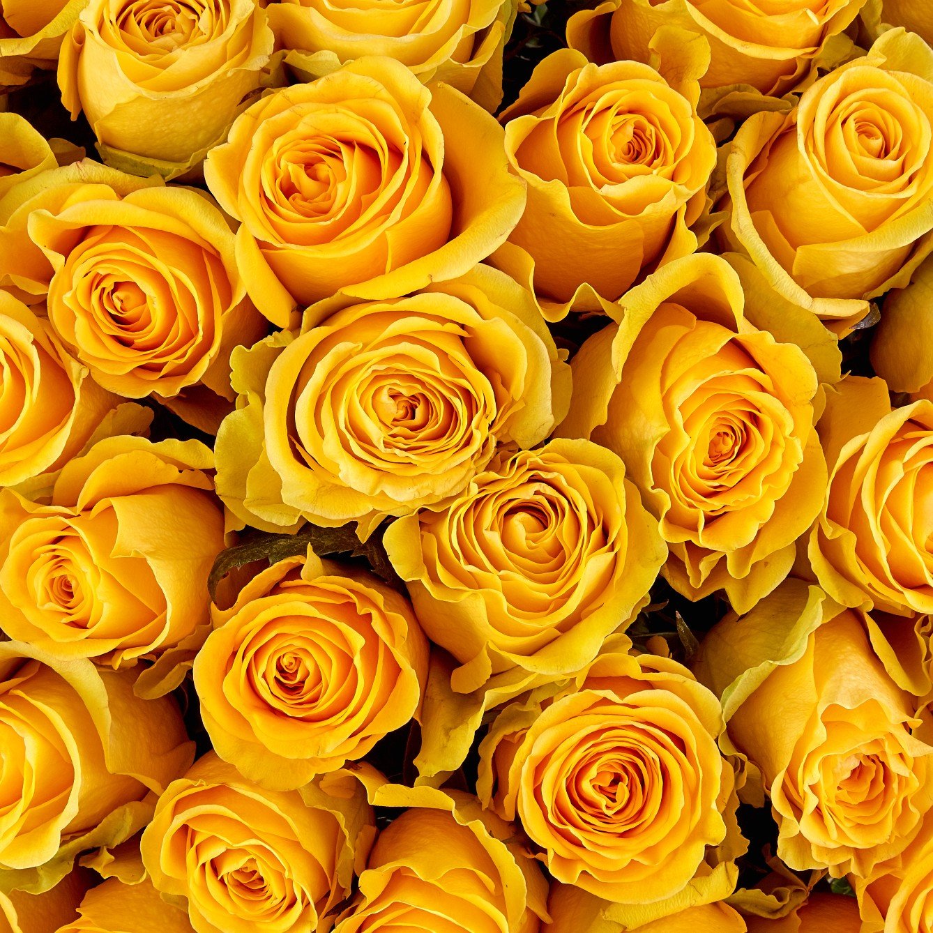 Roses - Bulk - 40cm - Flowers For FundraisingRoses - Bulk - 40cmRoses - Bulk - 40cmRoses - Bulk - 40cmRoses - Bulk - 40cm