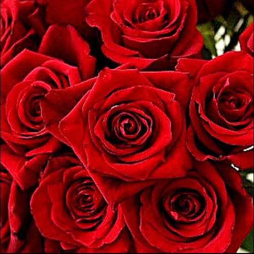 Roses - Bulk - 40cm - Flowers For FundraisingRoses - Bulk - 40cmRoses - Bulk - 40cmRoses - Bulk - 40cmRoses - Bulk - 40cm