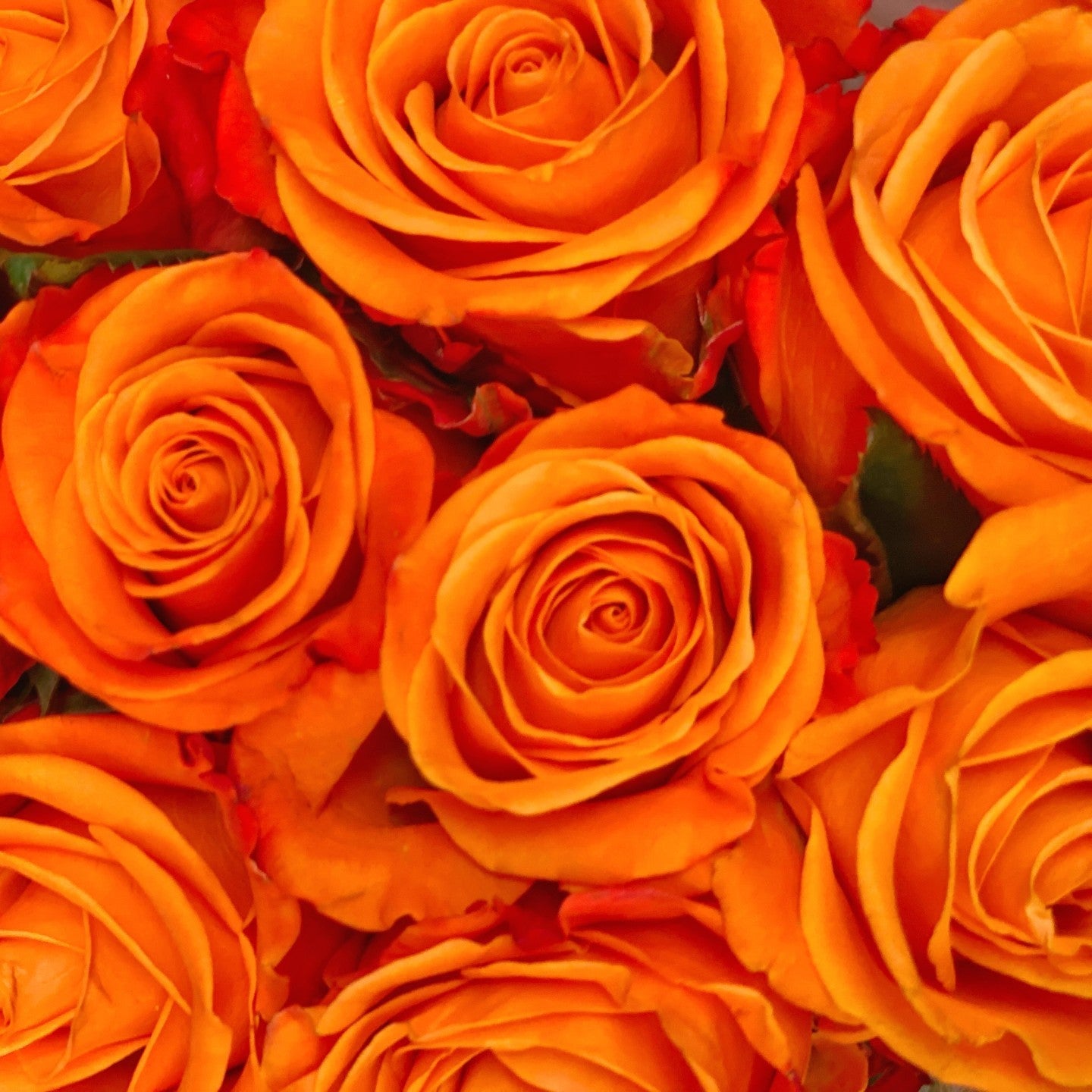 Roses - Bulk - 40cm - Flowers For FundraisingRoses - Bulk - 40cmRoses - Bulk - 40cmRoses - Bulk - 40cmRoses - Bulk - 40cm