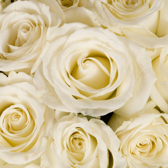 Roses -Bulk - 40cm – Flowers For Fundraising