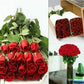 Roses - Bulk - 40cm - Flowers For FundraisingRoses - Bulk - 40cmRoses - Bulk - 40cmRoses - Bulk - 40cmRoses - Bulk - 40cm