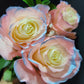 Silvermist Rose Bouquet 1 - Stem - Flowers For FundraisingSilvermist Rose Bouquet 1 - StemSilvermist Rose Bouquet 1 - StemSilvermist Rose Bouquet 1 - StemSilvermist Rose Bouquet 1 - Stem