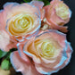 Silvermist Rose Bouquet 1 - Stem - Flowers For FundraisingSilvermist Rose Bouquet 1 - StemSilvermist Rose Bouquet 1 - StemSilvermist Rose Bouquet 1 - StemSilvermist Rose Bouquet 1 - Stem