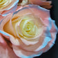 Silvermist Rose Bouquet 1 - Stem - Flowers For FundraisingSilvermist Rose Bouquet 1 - StemSilvermist Rose Bouquet 1 - StemSilvermist Rose Bouquet 1 - StemSilvermist Rose Bouquet 1 - Stem