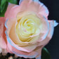 Silvermist Rose Bouquet 3 - Stem - Flowers For FundraisingSilvermist Rose Bouquet 3 - StemSilvermist Rose Bouquet 3 - StemSilvermist Rose Bouquet 3 - StemSilvermist Rose Bouquet 3 - Stem