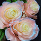 Silvermist Rose Bouquet 3 - Stem - Flowers For FundraisingSilvermist Rose Bouquet 3 - StemSilvermist Rose Bouquet 3 - StemSilvermist Rose Bouquet 3 - StemSilvermist Rose Bouquet 3 - Stem