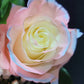 Silvermist Rose Bouquet 3-Stem