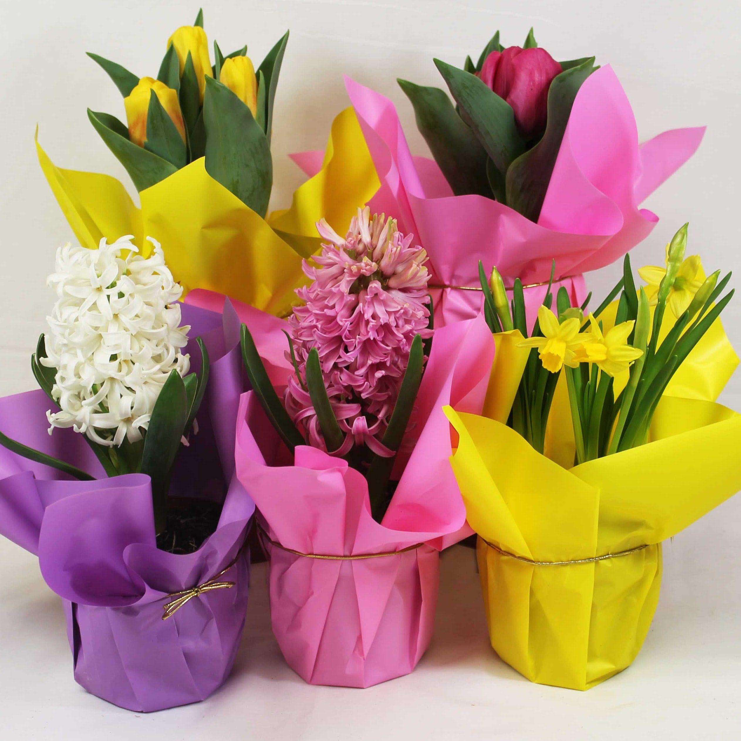 Assorted Spring Bulbs Seasonal Item *Orders MUST arrive between March ...