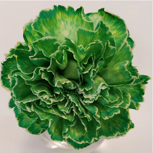 St. Patrick's Day Green Tinted Carnations - Bulk - Flowers For FundraisingSt. Patrick's Day Green Tinted Carnations - BulkSt. Patrick's Day Green Tinted Carnations - BulkSt. Patrick's Day Green Tinted Carnations - BulkSt. Patrick's Day Green Tinted Carnations - Bulk