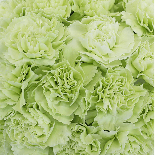 St. Patrick's Day Natural Green Carnations - Bulk - Flowers For FundraisingSt. Patrick's Day Natural Green Carnations - BulkSt. Patrick's Day Natural Green Carnations - BulkSt. Patrick's Day Natural Green Carnations - BulkSt. Patrick's Day Natural Green Carnations - Bulk