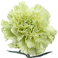 St. Patrick's Day Natural Green Carnations - Bulk - Flowers For FundraisingSt. Patrick's Day Natural Green Carnations - BulkSt. Patrick's Day Natural Green Carnations - BulkSt. Patrick's Day Natural Green Carnations - BulkSt. Patrick's Day Natural Green Carnations - Bulk