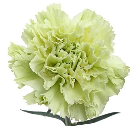 St. Patrick's Day Natural Green Carnations - Bulk - Flowers For FundraisingSt. Patrick's Day Natural Green Carnations - BulkSt. Patrick's Day Natural Green Carnations - BulkSt. Patrick's Day Natural Green Carnations - BulkSt. Patrick's Day Natural Green Carnations - Bulk