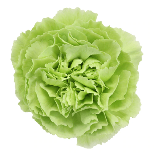 St. Patrick's Day Natural Green Carnations - Bulk - Flowers For FundraisingSt. Patrick's Day Natural Green Carnations - BulkSt. Patrick's Day Natural Green Carnations - BulkSt. Patrick's Day Natural Green Carnations - BulkSt. Patrick's Day Natural Green Carnations - Bulk