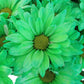 St. Patrick's Day Tinted Daisies - Bulk - Flowers For FundraisingSt. Patrick's Day Tinted Daisies - BulkSt. Patrick's Day Tinted Daisies - BulkSt. Patrick's Day Tinted Daisies - BulkSt. Patrick's Day Tinted Daisies - Bulk