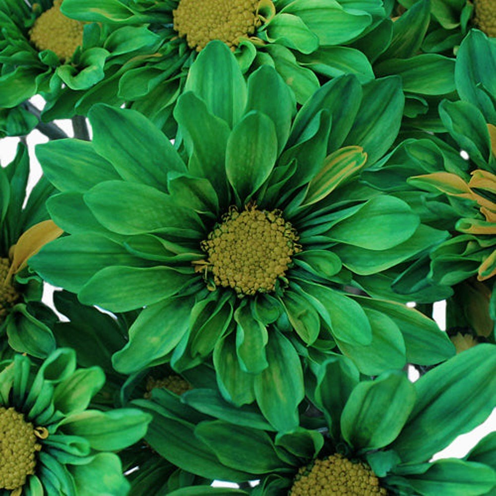 St. Patrick's Day Tinted Daisies - Bulk - Flowers For FundraisingSt. Patrick's Day Tinted Daisies - BulkSt. Patrick's Day Tinted Daisies - BulkSt. Patrick's Day Tinted Daisies - BulkSt. Patrick's Day Tinted Daisies - Bulk