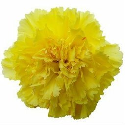 Standard Bulk Carnations - Flowers For FundraisingStandard Bulk CarnationsStandard Bulk CarnationsStandard Bulk CarnationsStandard Bulk Carnations