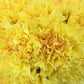 Standard Bulk Carnations - Flowers For FundraisingStandard Bulk CarnationsStandard Bulk CarnationsStandard Bulk CarnationsStandard Bulk Carnations