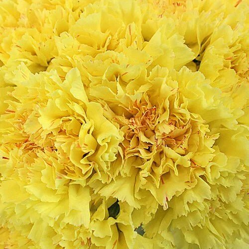 Standard Bulk Carnations - Flowers For FundraisingStandard Bulk CarnationsStandard Bulk CarnationsStandard Bulk CarnationsStandard Bulk Carnations