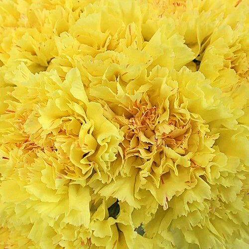 Standard Bulk Carnations - Flowers For FundraisingStandard Bulk CarnationsStandard Bulk CarnationsStandard Bulk CarnationsStandard Bulk Carnations