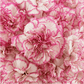 Standard Bulk Carnations - Flowers For FundraisingStandard Bulk CarnationsStandard Bulk CarnationsStandard Bulk CarnationsStandard Bulk Carnations