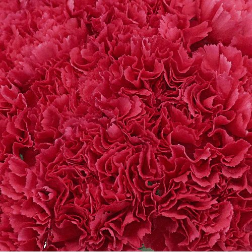 Standard Bulk Carnations - Flowers For FundraisingStandard Bulk CarnationsStandard Bulk CarnationsStandard Bulk CarnationsStandard Bulk Carnations