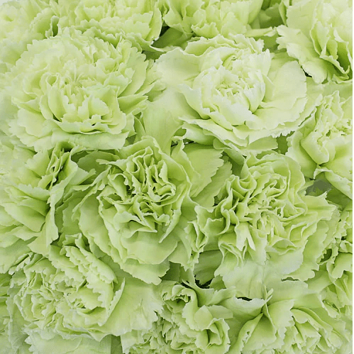 Standard Bulk Carnations - Flowers For FundraisingStandard Bulk CarnationsStandard Bulk CarnationsStandard Bulk CarnationsStandard Bulk Carnations