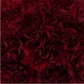 Standard Bulk Carnations - Flowers For FundraisingStandard Bulk CarnationsStandard Bulk CarnationsStandard Bulk CarnationsStandard Bulk Carnations