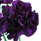 Standard Bulk Carnations - Flowers For FundraisingStandard Bulk CarnationsStandard Bulk CarnationsStandard Bulk CarnationsStandard Bulk Carnations