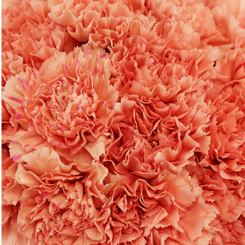 Standard Bulk Carnations - Flowers For FundraisingStandard Bulk CarnationsStandard Bulk CarnationsStandard Bulk CarnationsStandard Bulk Carnations